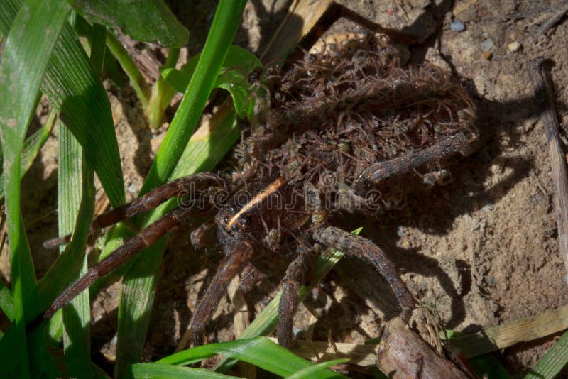 Wolf Spider met Babys stock foto's Wolf Spider met Babys stock foto's