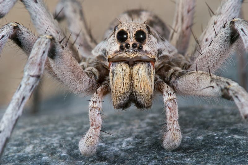 Wolf spider stare stock photo