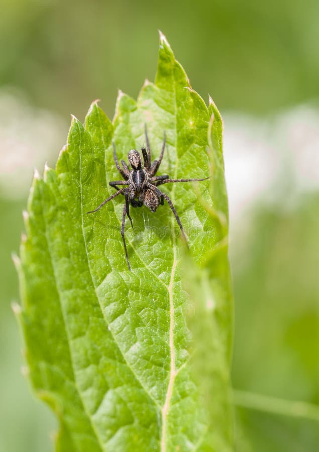 Wolf Spiders mating on green leaf