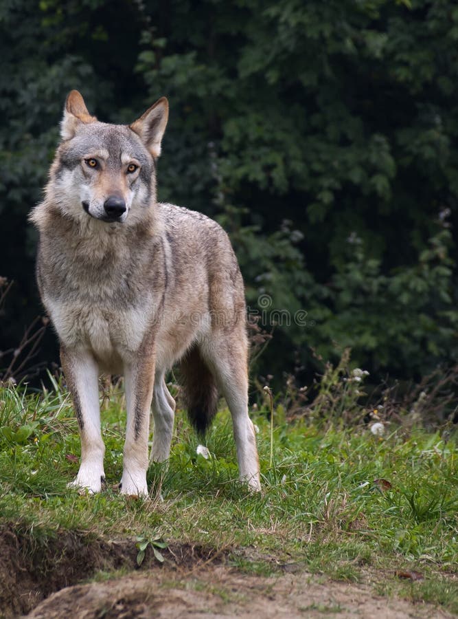 The wolf (Canis lupus) is the largest species among the representatives of the genus Canis, body size varies widely, depending on the region concerned, and can amount to 60 kg in weight. The wolf (Canis lupus) is the largest species among the representatives of the genus Canis, body size varies widely, depending on the region concerned, and can amount to 60 kg in weight.