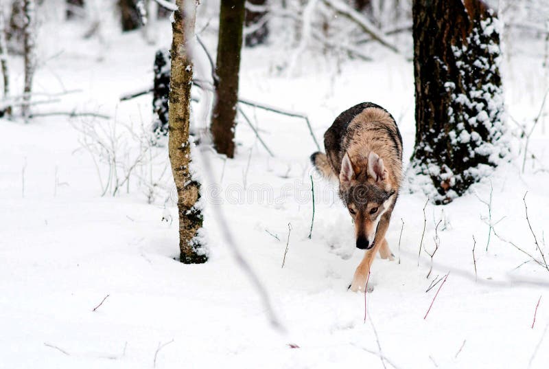 Wolf cold демо