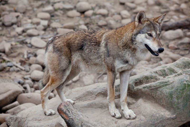 Wolf stock image. Image of predation, wolf, darkness - 103587631