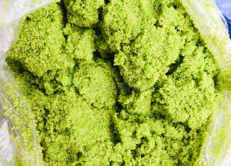 Wolffia globosa or Fresh water Alga, Water Meal, Swamp Algae. stock image Wolffia globosa or Fresh water Alga, Water Meal, Swamp Algae. stock image