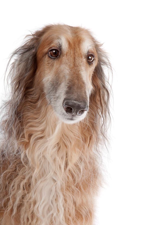 Borzoi or Russian Wolfhound, in front of a white background. Borzoi or Russian Wolfhound, in front of a white background