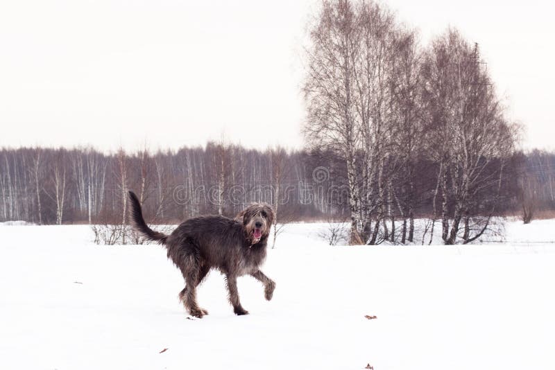 Irish wolfhound on the snow field. Irish wolfhound on the snow field