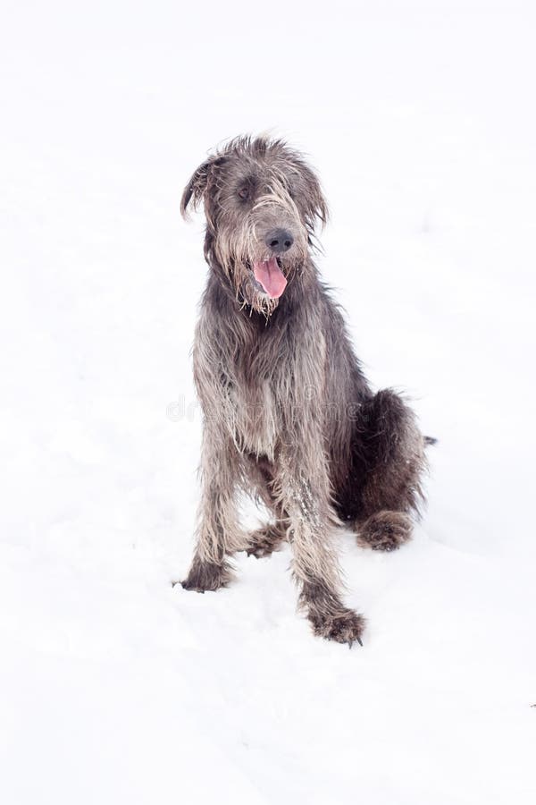 An Irish wolfhound sitting on a snow-covered field. An Irish wolfhound sitting on a snow-covered field