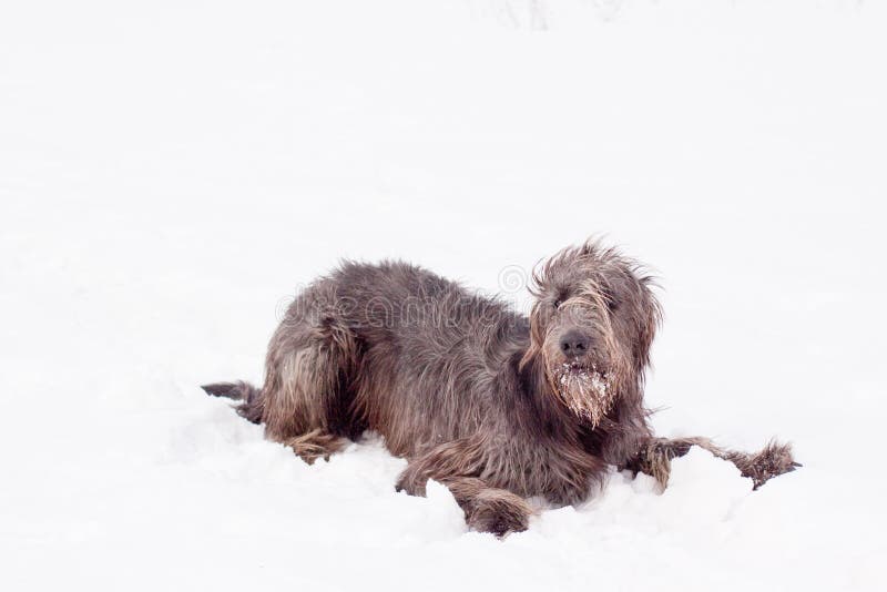 An irish wolfhound lying on a snow-covered field. An irish wolfhound lying on a snow-covered field