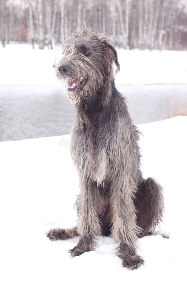 An Irish wolfhound sitting on a snow-covered field. An Irish wolfhound sitting on a snow-covered field