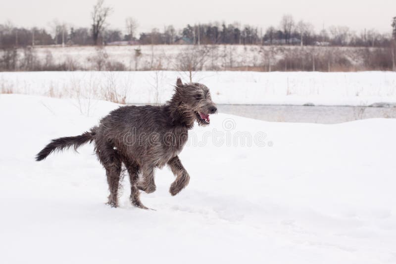 An irish wolfhound running on a snow-covered field. An irish wolfhound running on a snow-covered field