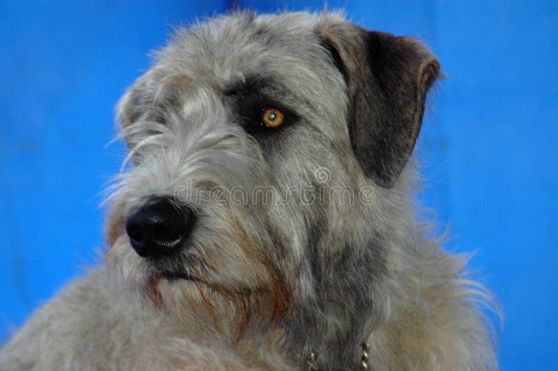 A beautiful Irish Wolfhound dog head portrait with cute expression in the face watching other dogs. A beautiful Irish Wolfhound dog head portrait with cute expression in the face watching other dogs