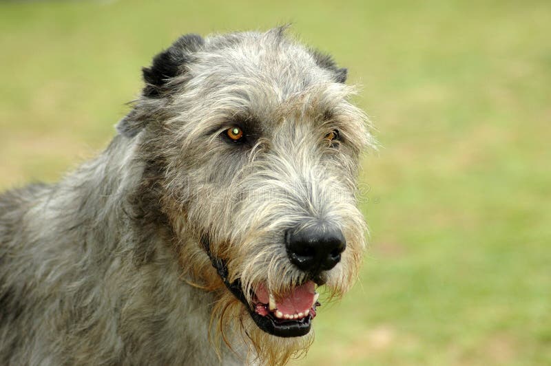 A beautiful Irish Wolfhound dog head portrait with cute expression in the face watching other dogs in the park. A beautiful Irish Wolfhound dog head portrait with cute expression in the face watching other dogs in the park