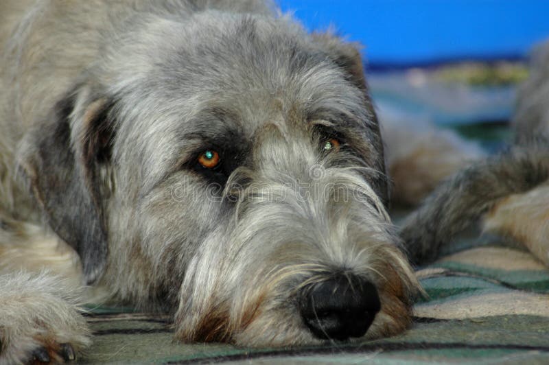 A beautiful Irish Wolfhound dog head portrait with cute expression in the face watching other dogs while lying on the blanket. A beautiful Irish Wolfhound dog head portrait with cute expression in the face watching other dogs while lying on the blanket