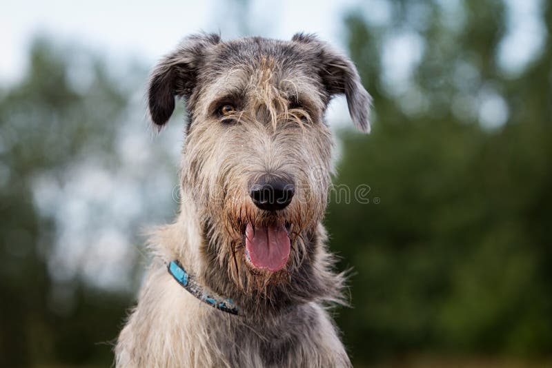 Big irish wolfhound dog head. Big irish wolfhound dog head