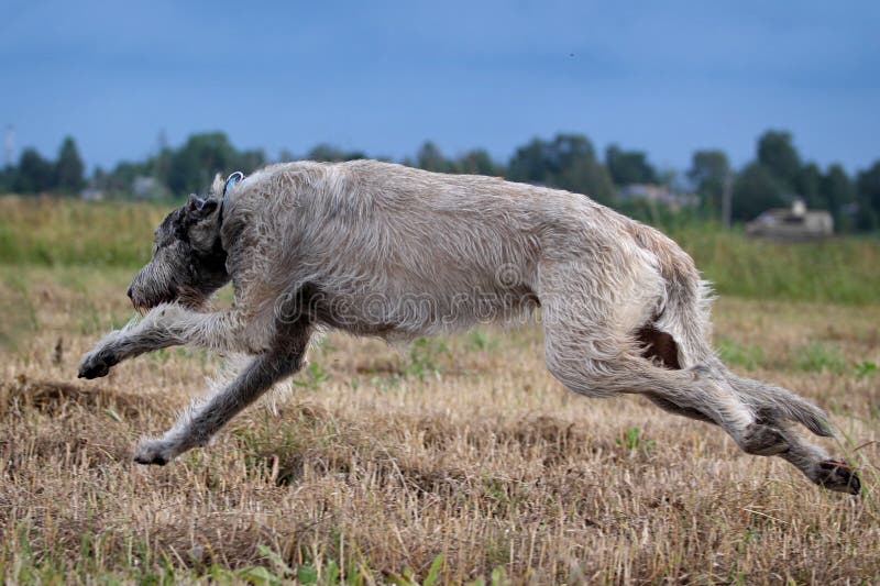 Irish wolfhound dog run in field. Irish wolfhound dog run in field