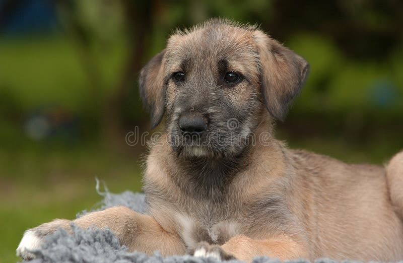 An Irish Wolfhound Puppy in an age of 8 weeks. An Irish Wolfhound Puppy in an age of 8 weeks