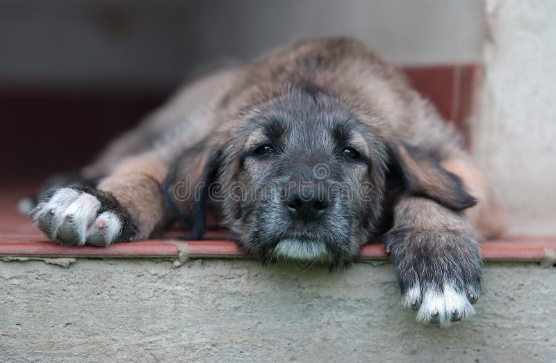 An Irish Wolfhound Puppy in an age of 8 weeks. An Irish Wolfhound Puppy in an age of 8 weeks