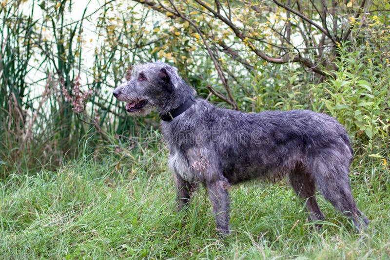 A standing irish wolfhound in a summer park. A standing irish wolfhound in a summer park