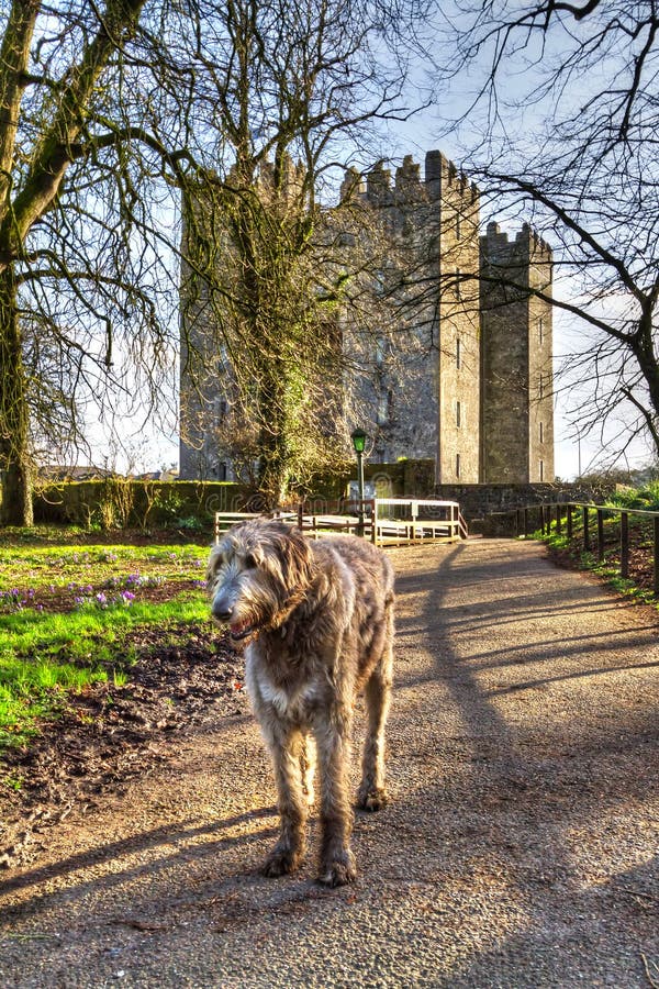 Irish wolfhound at Bunratty castle and Folk Park, Ireland. Irish wolfhound at Bunratty castle and Folk Park, Ireland