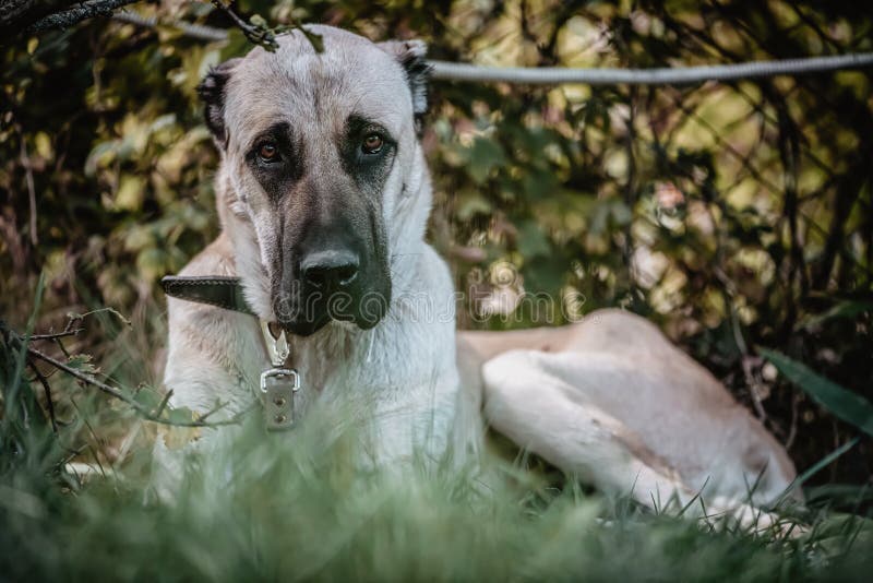 Wolfhound stock image. Image of grass, puppy, mammal 236686309