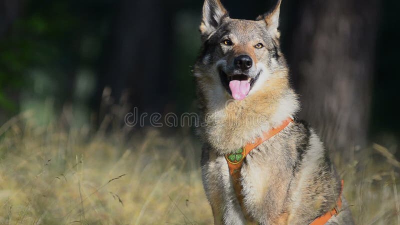 Wolfhound w wczesnym lecie