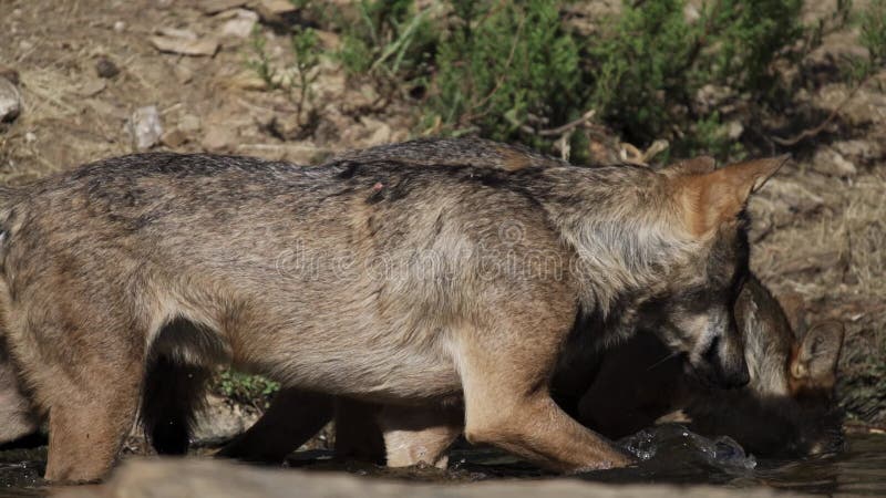 Wolfs nello stagno nel movimento lento eccellente