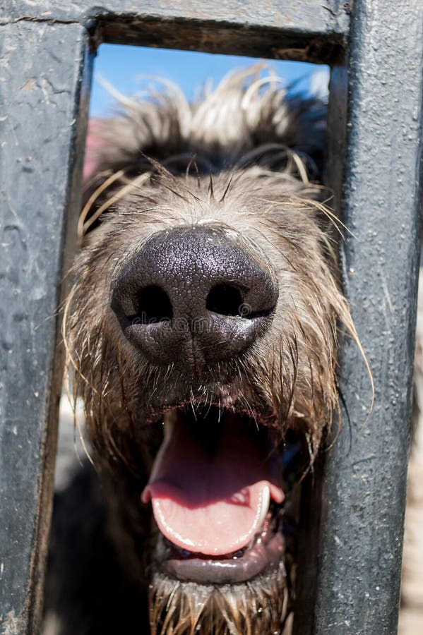 Wolfshund ` s Nasenabschluß oben hinter Gittern lizenzfreies stockbild Wolfshund ` s Nasenabschluß oben hinter Gittern lizenzfreies stockbild