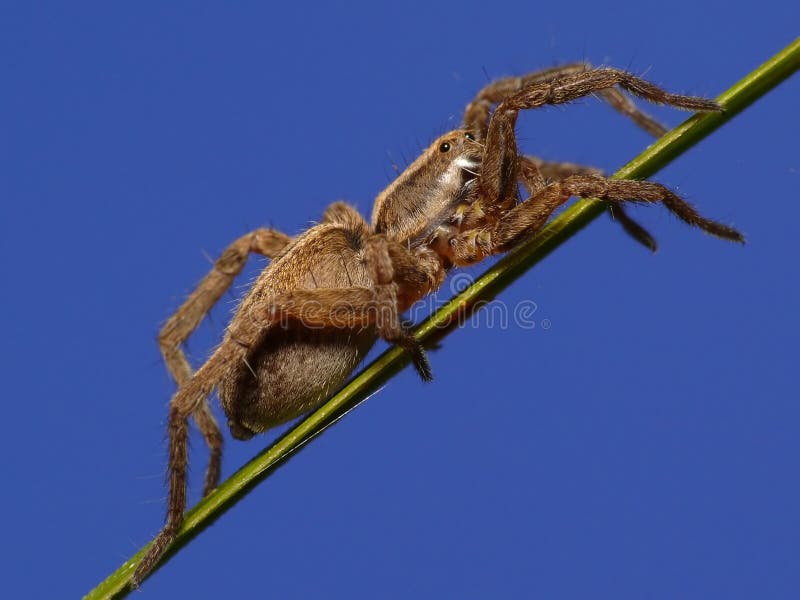 Wolfspider