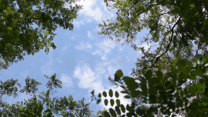 Wolken bewegen sich in blauen Himmel hinter grüne Baumaste