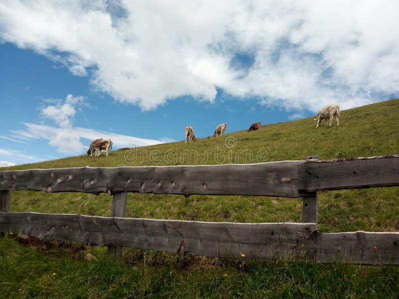 Wolken und Kühe lizenzfreie stockfotografie Wolken und Kühe lizenzfreie stockfotografie