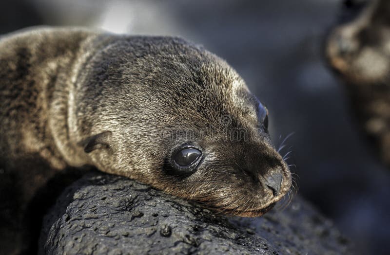 Wollebaeki die van de zeeleeuwzalophus van de babygalapagos op rotsen zonnebaden stock afbeelding Wollebaeki die van de zeeleeuwzalophus van de babygalapagos op rotsen zonnebaden stock afbeelding