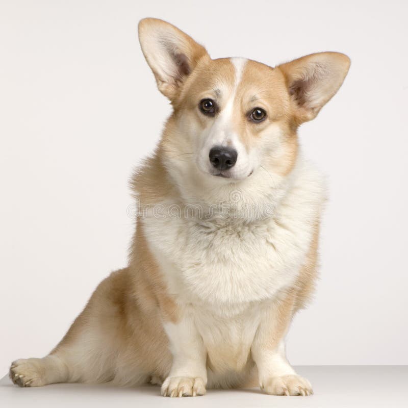 Cardigan Welsh Corgi sitting in front of a white background. Cardigan Welsh Corgi sitting in front of a white background