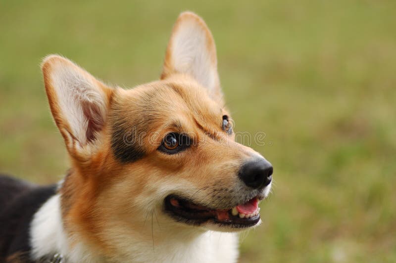 Portrait of beautiful dog . Cardigan Welsh Corgi . Portrait of beautiful dog . Cardigan Welsh Corgi .