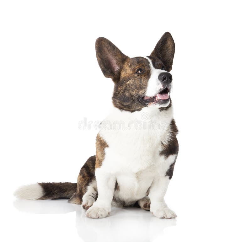 Cardigan Welsh Corgi on a white background in studio. Cardigan Welsh Corgi on a white background in studio