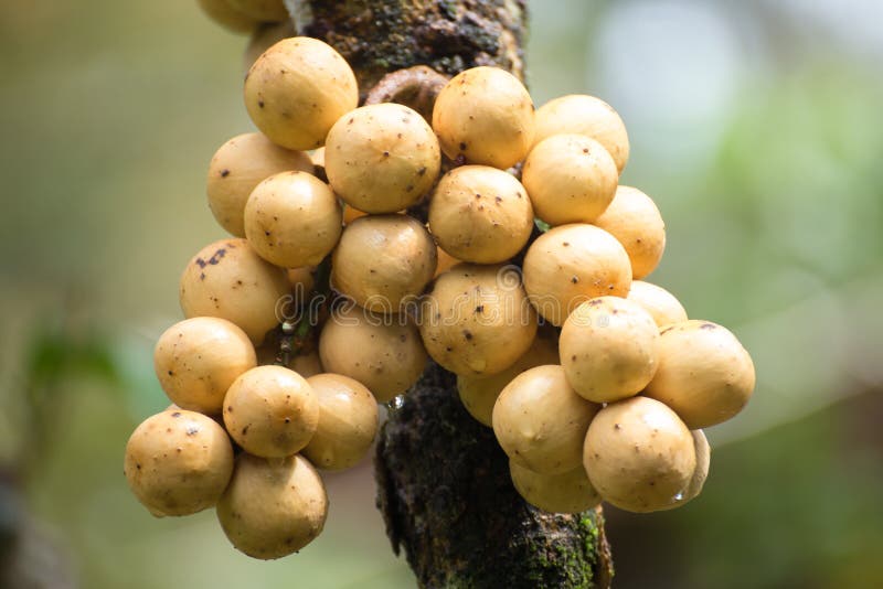 Wollongong ,Fruit Thailand. Stock Image Image of basket, longkong