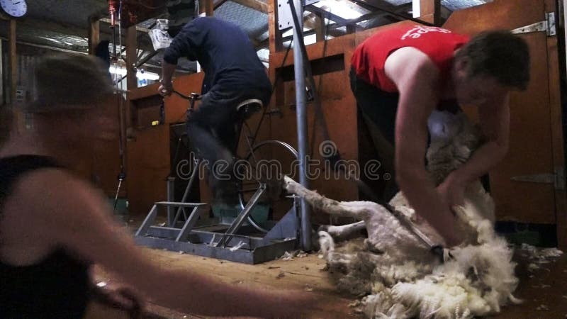 Wollscherende Schafe in Neuseeland