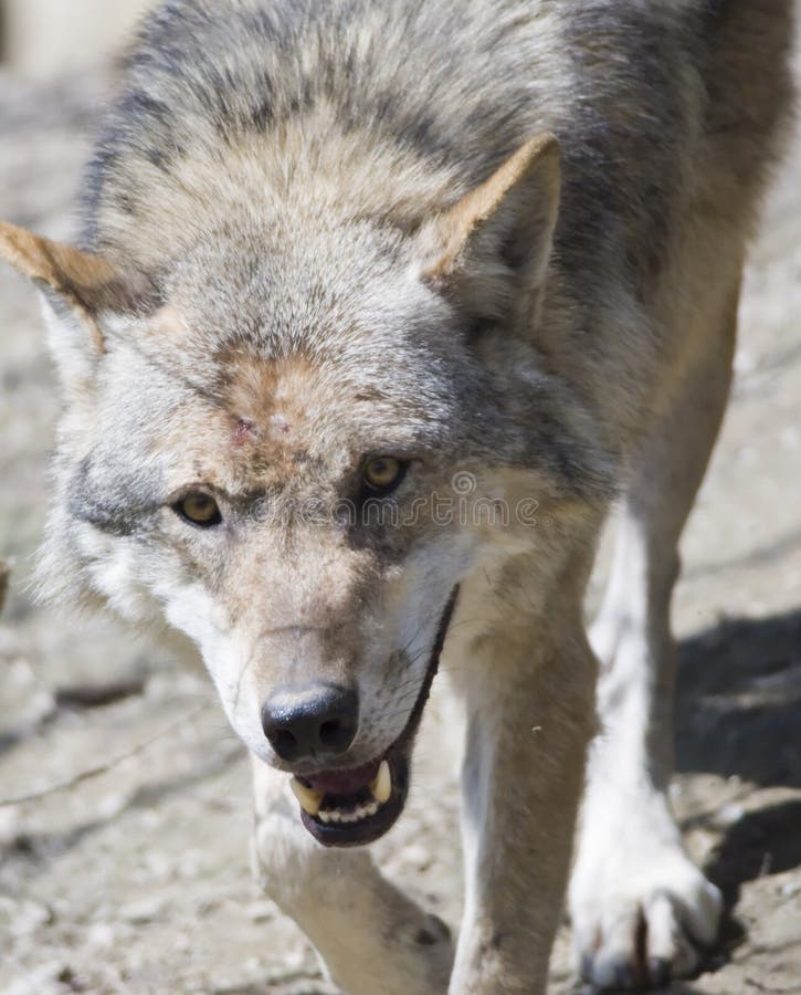 Wolven stock afbeelding Wolven stock afbeelding