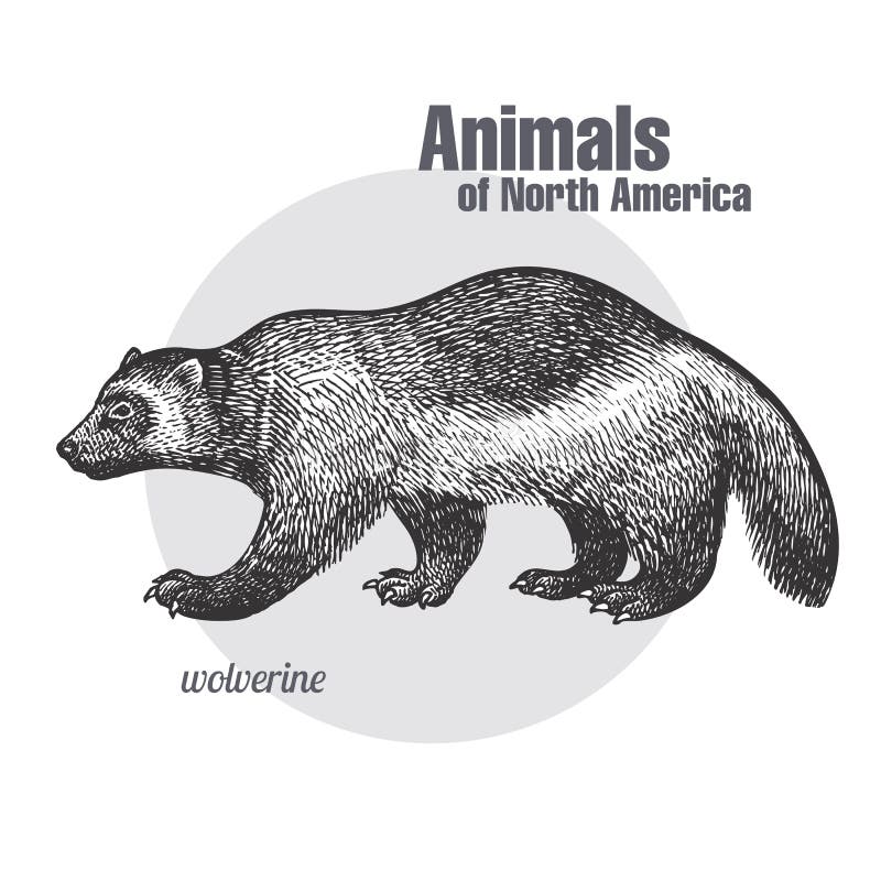 Wolverine. Animals of North America Series. Stock Vector - Illustration of decorations, drawing: 95243823 Wolverine. Animals of North America Series. Stock Vector - Illustration of decorations, drawing: 95243823