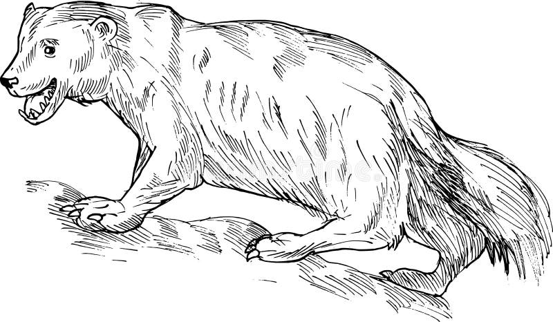 Wolverine drawing side stock vector. Illustration of mammal - 13067811