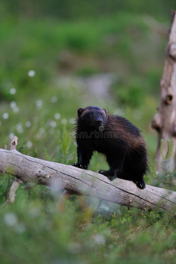 Wolverine (gulo gulo) stock images