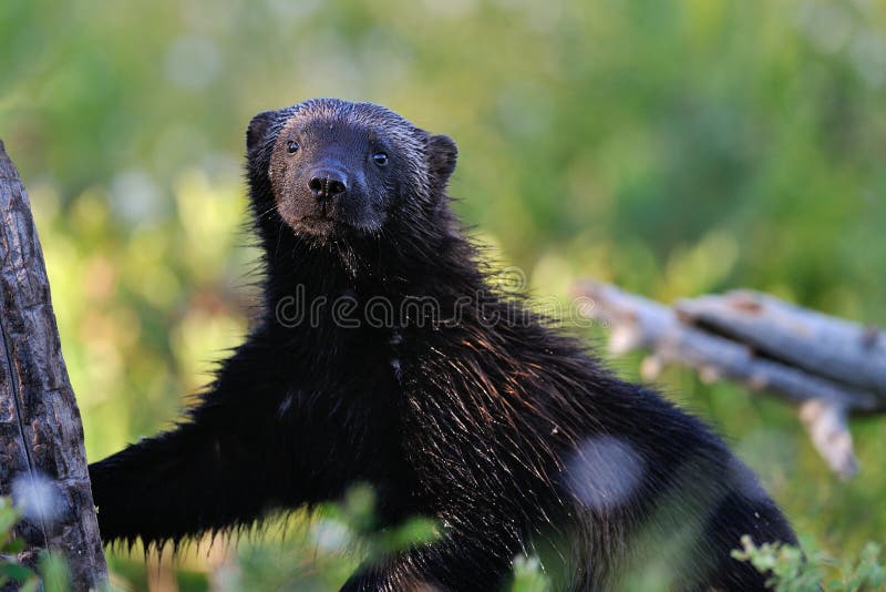 Wolverine (gulo gulo) portrait