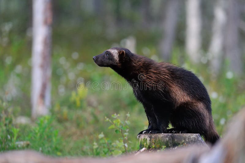 Wolverine (gulo gulo) sitting