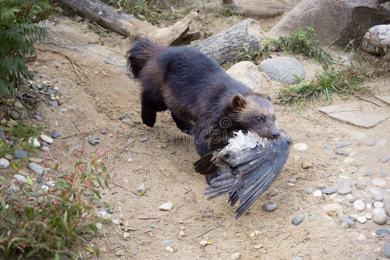 Wolverine caught the bird. stock photo. Image of foot - 128939520