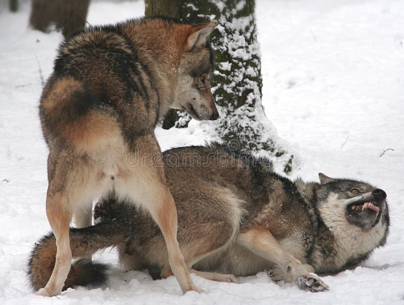 File:Korean wolves mating (cropped).jpg - Wikipedia