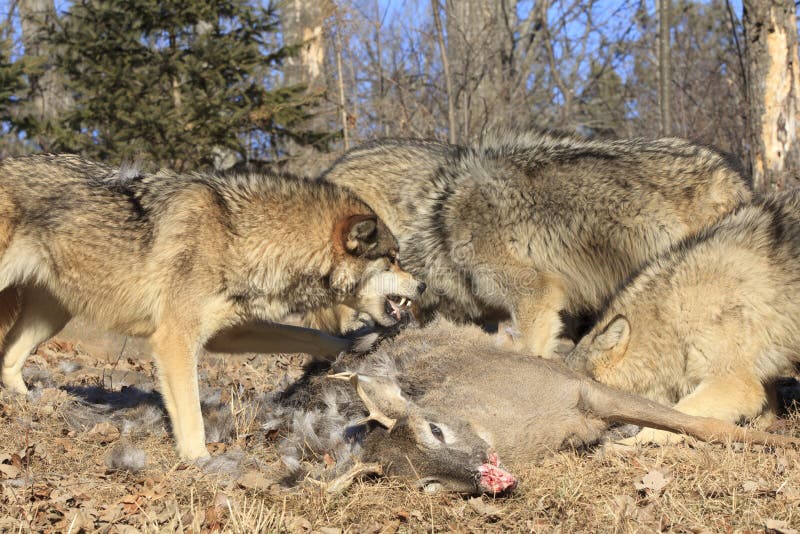 Wolves on deer kill stock image. Image of pack, arctos - 37948901