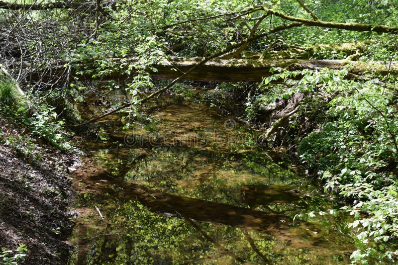 Fallen tree across a calm river in springtime stock image