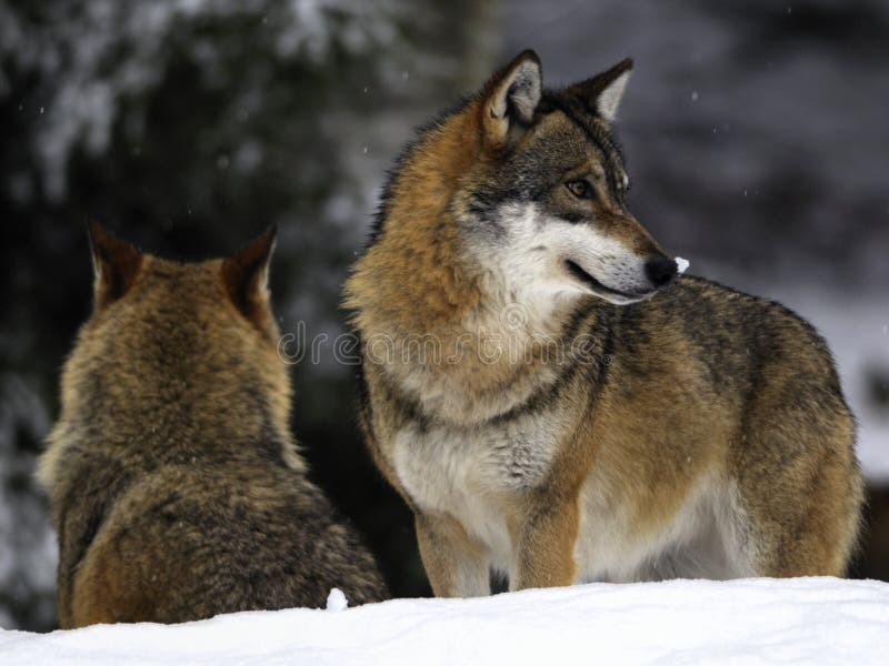 Dos hermoso lobos en el invierno en bávaros Bosque 