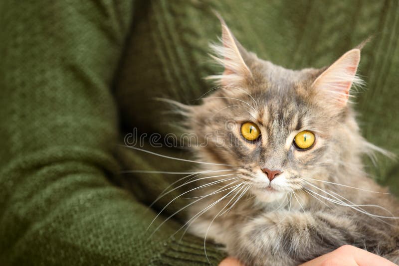 Woman with adorable Maine Coon cat, closeup