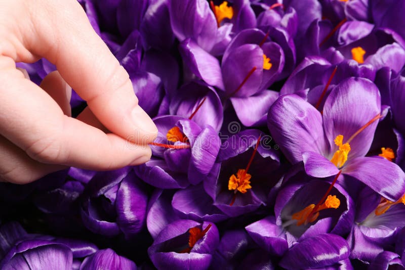 Woman with beautiful Saffron crocus flowers, above view stock image