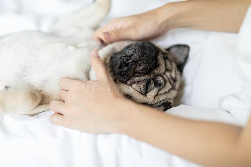 dog getting massage spa