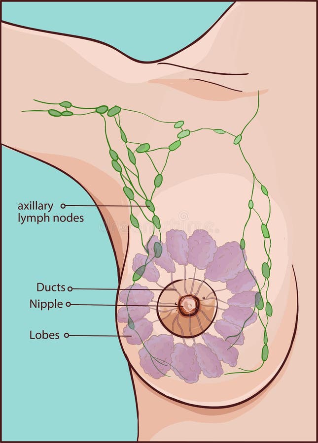 Female breast anatomy, illustration - Stock Image - F035/7305